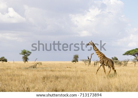 a giraffe walking in the savannah iin Serengeti National Park, Tanzania, Africa