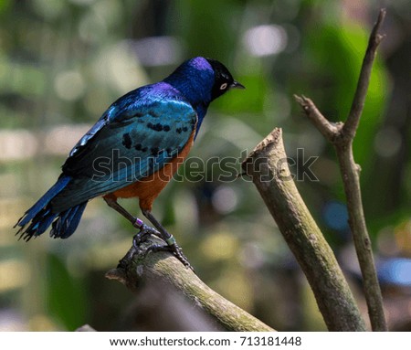 Blue Bird Perched on the Tree Royalty-Free Stock Photo #713181448