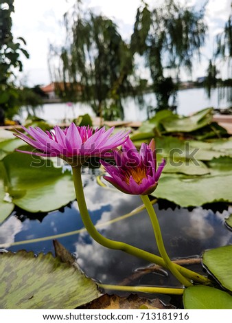 Lotus flower with the morning light