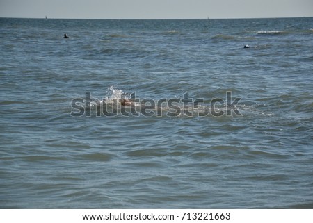 Swimmers coming up for air on Clearwater Beach Florida.