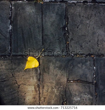 yellow leaf falling on the flagging stone