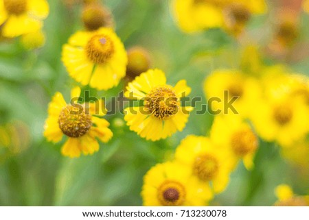 Autumn flowers on a flower bed