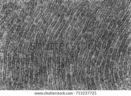 Transmission electron microscope (TEM) micrograph showing the cytoplasm of a protein-synthetizing cell, full of parallel cisterns of rough endoplasmic reticulum. Royalty-Free Stock Photo #713237725