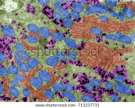 False colour transmission electron microscope (TEM) micrograph showing mitochondria (blue), glycogen (pink), rough endoplasmic reticulum (red) in the cytoplasm of a hepatocyte. Royalty-Free Stock Photo #713237731