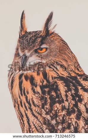 Portrait of a Beautiful Owl