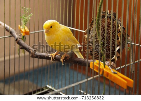 yellow canary sitting on  the twig in the cage Royalty-Free Stock Photo #713256832