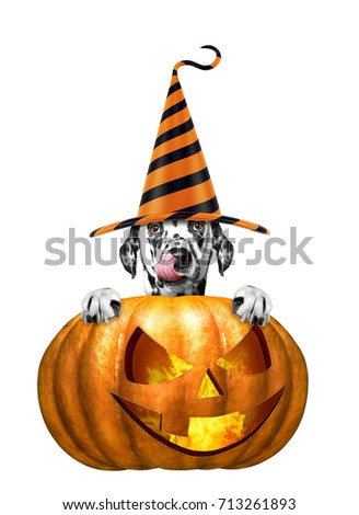 halloween pumpkin with cute dog in funny hat - isolated on white background
