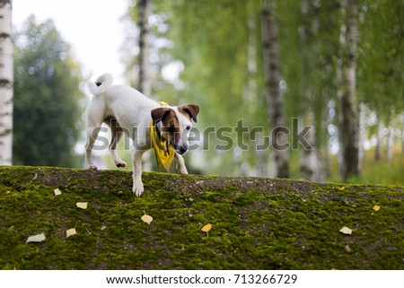 Jack Russell in nature in the yellow handkerchief
