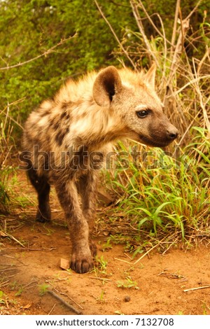 Hyena Youngster