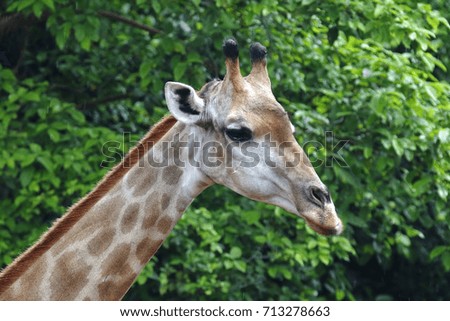 Giraffe head Close up