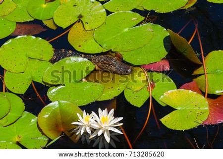 Baby alligator in the swamp of Okefenokee park. Water with reflections, green leaves and white flowers. Little Alligator. Georgia, USA