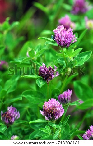The flowers are stems and green leaves of the fodder crop of the red clover