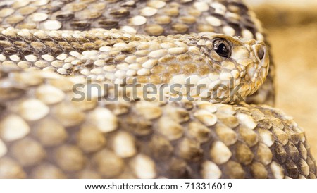 Macro photography of a snake resting. Close up on head and unfocused background.