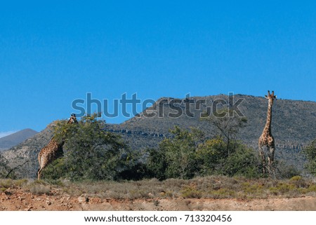 Giraffe in nature.