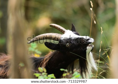 head shot of a wild goat grazing in the woods
