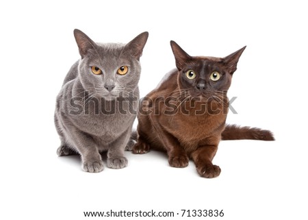 Two Burmese cats