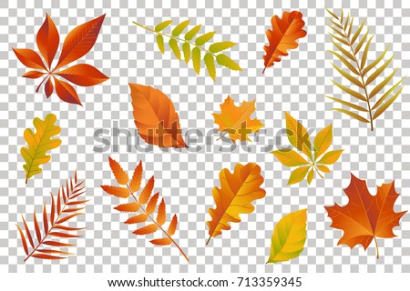 Autumn falling leaves isolated on transparent background. Vector illustration.
