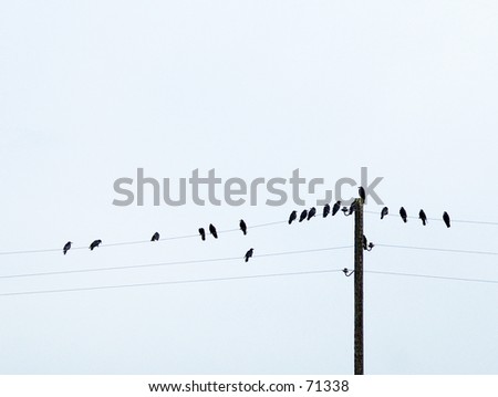 Birds  at  wires Royalty-Free Stock Photo #71338