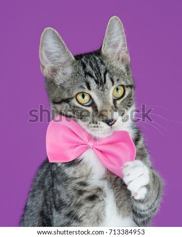 Studio portrait of an adoptable gray tabby cat wearing a pink bow tie