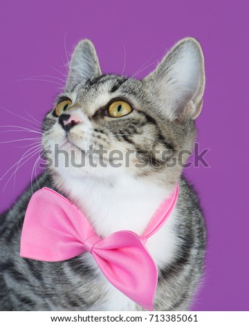 Studio portrait of an adoptable gray tabby cat wearing a pink bow tie