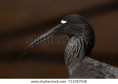 The plumbeous ibis (Theristicus caerulescens) portrait.