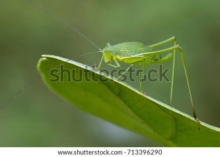 Image of family Tettigoniidae(Mirollia hexapinna) are commonly called katydids or bush-crickets on green leaves. Insect. Animal