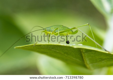 Image of family Tettigoniidae(Mirollia hexapinna) are commonly called katydids or bush-crickets on green leaves. Insect. Animal