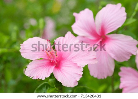 Pink Chinese rose tree and flower in green garden background.