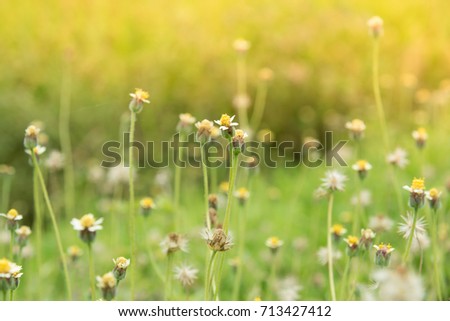 Grass flower beside the way in the morning on the sunrise.