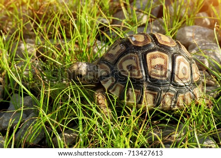 Leopard tortoise walking slowly and sunbathe on ground with his protective shell ,cute animal pictures make you smile