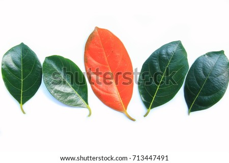 Shape and surface of leaves