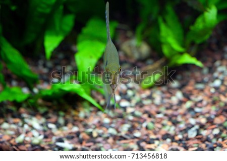 Angelfish in planted tropical aquarium, front view, shallow DOF