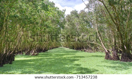 Melaleuca forest in sunny morning with a path melaleuca trees along canal covered with flowers to create rich vegetation of the mangroves. This is green lung that needs to be preserved in nature