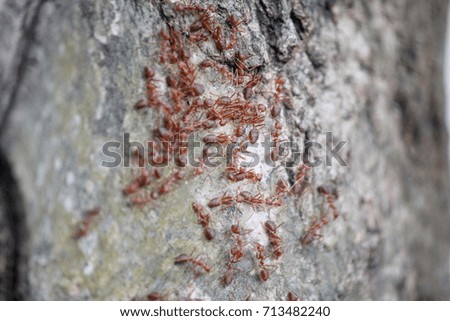 Red Weaver ant