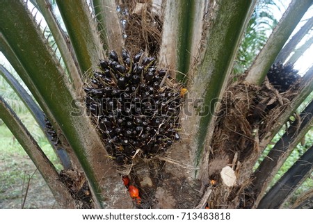 Picture of unripe palm fruit in tree at palm oil plantation, Malaysia
