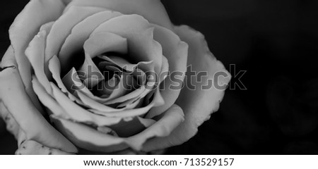Rose petals.
Black and white photography.
