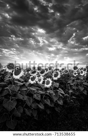 Monochrome sunflowers in Tuscany at sunset