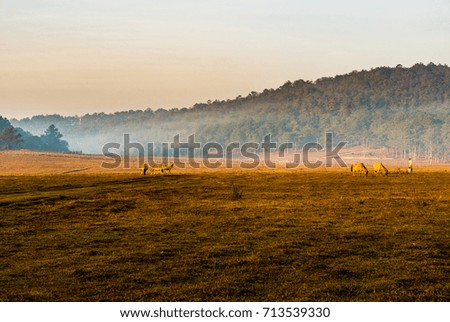 Grass and horse in the morning of spring at Da Lat, Vietnam.  
