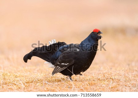 BLACK GROUSE FIGHT IN A LEK IN A PALE SUNRISE SPRING