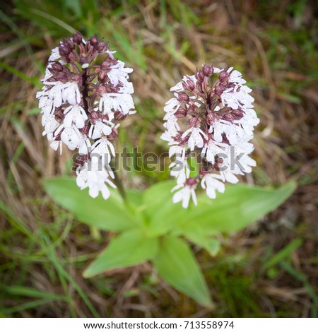 Military Orchid, Orchis militaris, flowering orchid. Colorful picture of pink flowers of European orchid. A medium-sized meadow plant, interesting flowers. Flower with long stem and purple flowers.