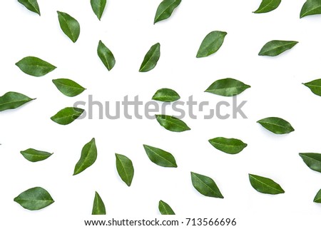 green leaves frame on white background. flat lay. Tropical plant green leaf spring time, environment concept. Close up studio photography.