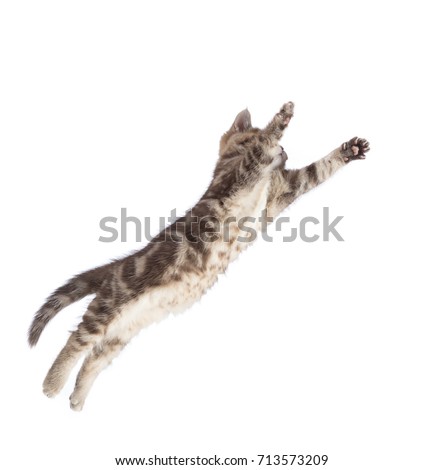 Flying or jumping kitten cat isolated on white background.