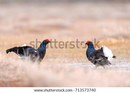 BLACK GROUSE FIGHT IN A LEK IN A PALE SUNRISE SPRING