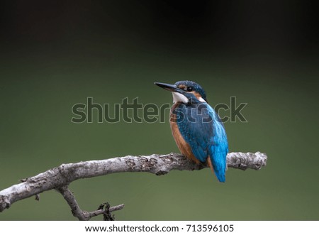 Kingfisher bird sitting on branch against green background. Wildlife in natural habitat
