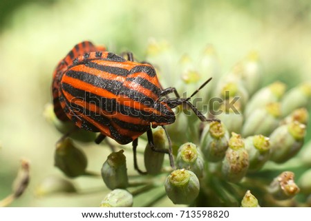 Red-black striped bedbug, leaf-shaped or graphosome. Red and black striped stink bugs on a flower
