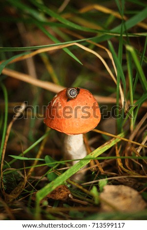 snail crawling on a mushroom in the forest