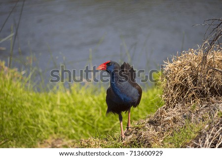 A brilliantly feathered Purple swamp hen porphyria porphyria  standing in grass near the lake eating after  preening itself in Big Swamp  Bunbury Western Australia on a cloudy winter  afternoon.