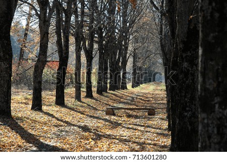alley in the autumn Park strewn with colorful leaves