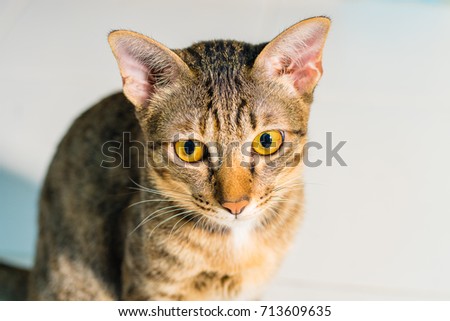 cat eyes yellow