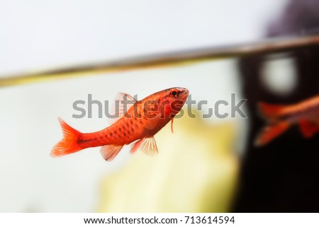 Dominant cherry barb male fish. Tropical freshwater aquarium water surface on white background. Puntius titteya belonging to the family Cyprinidae